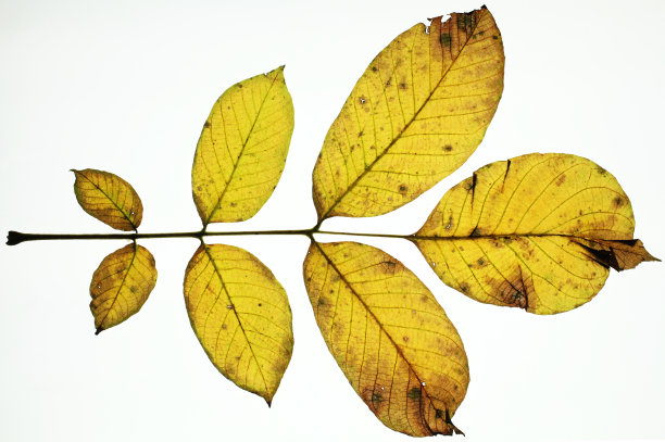 核桃秋叶图片下载