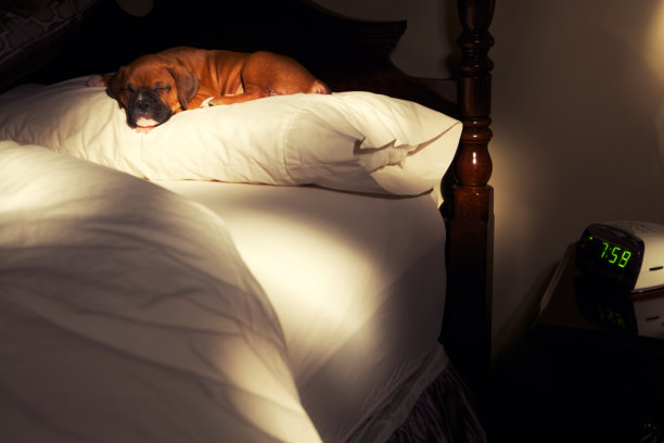 小狗睡觉图片下载