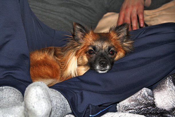 小的狗图片下载