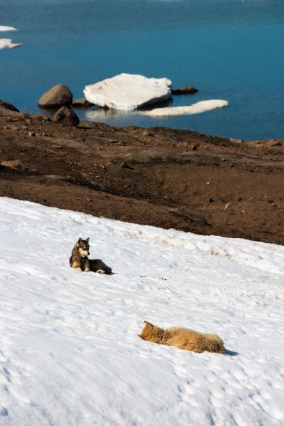 休息的雪橇狗图片下载