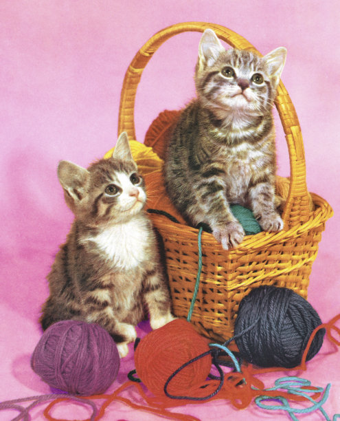 两只小猫在一个纱线篮子里图片下载