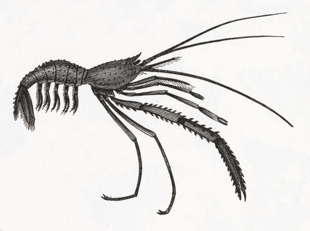 虾雕刻图片下载