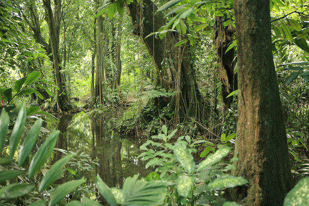 塔希提人黑暗的丛林图片下载