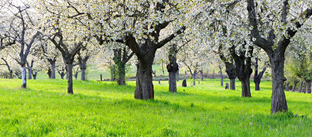 樱花树在牧场上盛开的春天果园景观图片下载