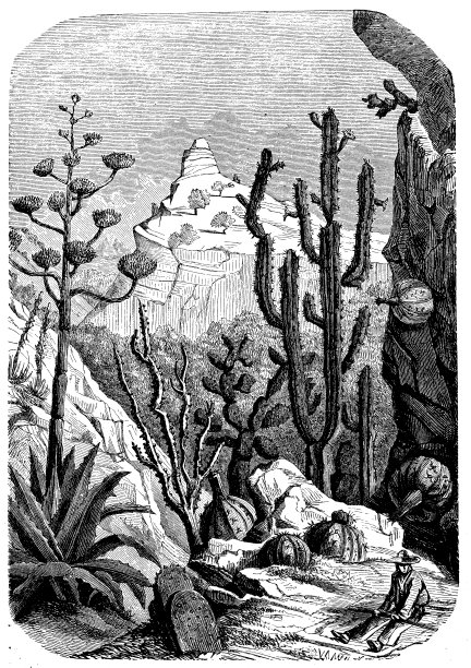 墨西哥仙人掌的古董插图图片下载