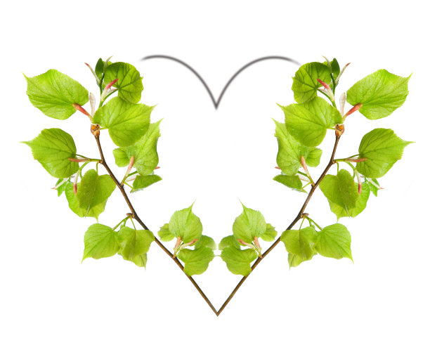 菩提树的枝条在春天形成一颗心图片下载