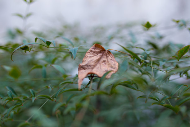 中国的禅宗寺庙图片下载