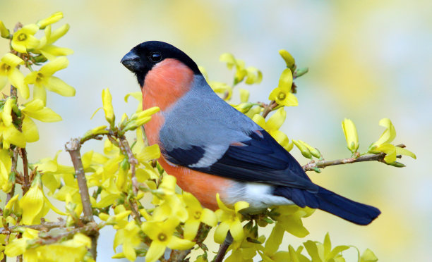红腹灰雀对连翘图片下载