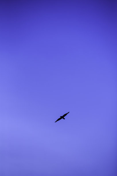 海鸥飞图片下载