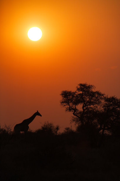 长颈鹿的剪影在日落或日出，和树木，垂直构成图片下载
