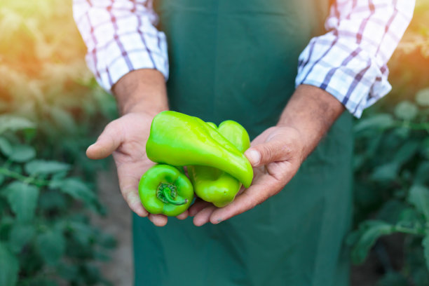 农民采摘胡椒图片下载