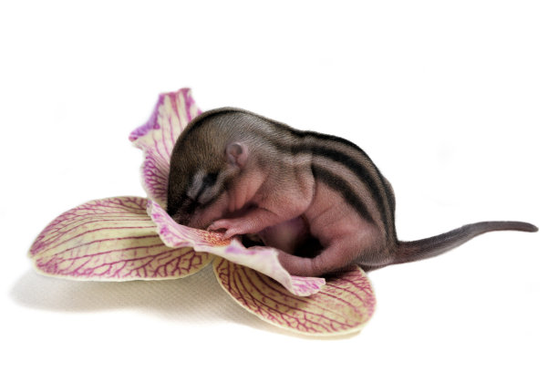 非常小的花栗鼠图片下载