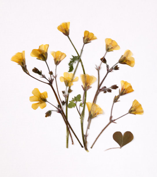 插花艺术图片下载