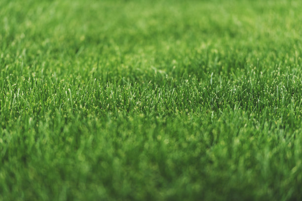 草坪图片素材ID：152642938