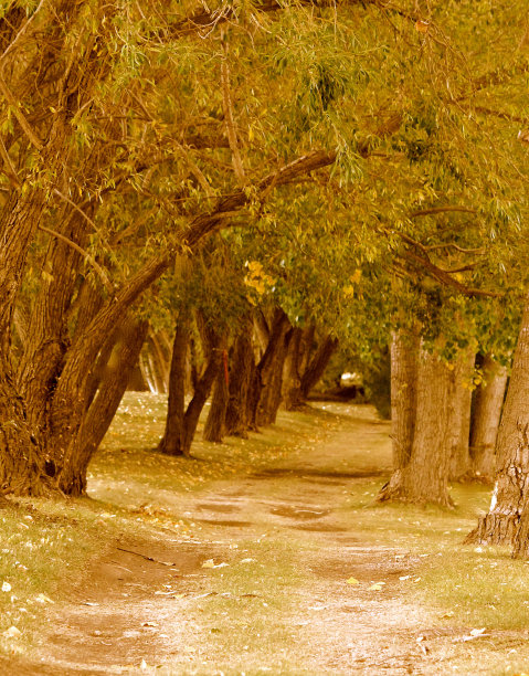 小路的秋树图片下载