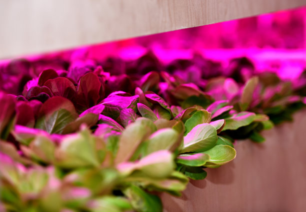 室内有机农业图片下载