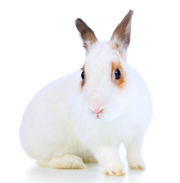 可爱的兔子图片素材ID：152657572