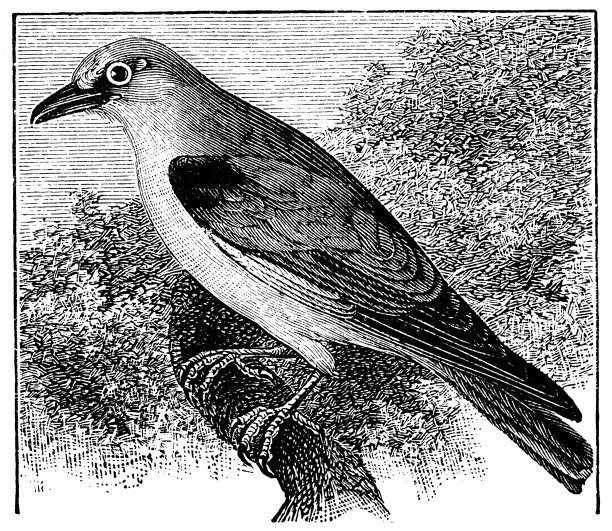 欧洲滚轮古董插图(Coracias garrulus)图片下载