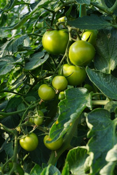 有机西红柿图片下载