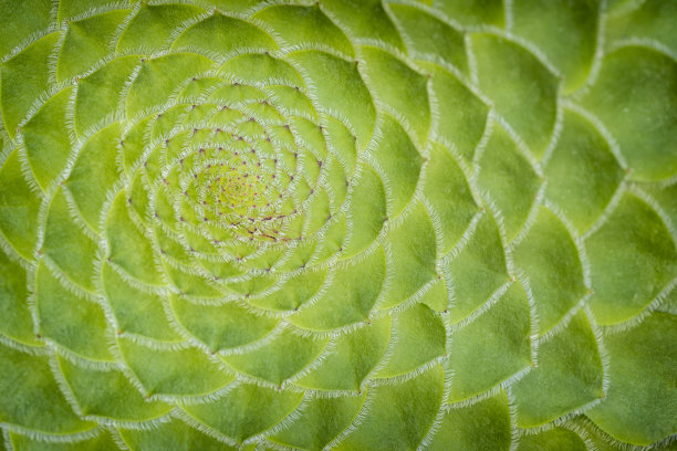 绿色的纹理图片下载