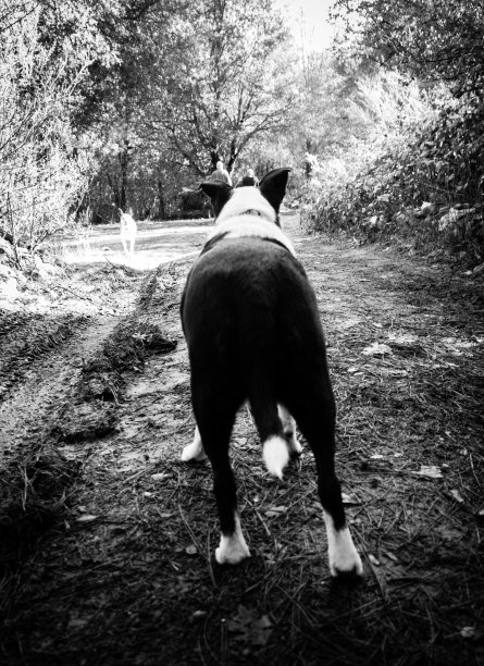 跟着那只黑白相间的狗图片下载