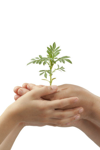 母亲和孩子的手捧着绿色的小植物种子图片下载