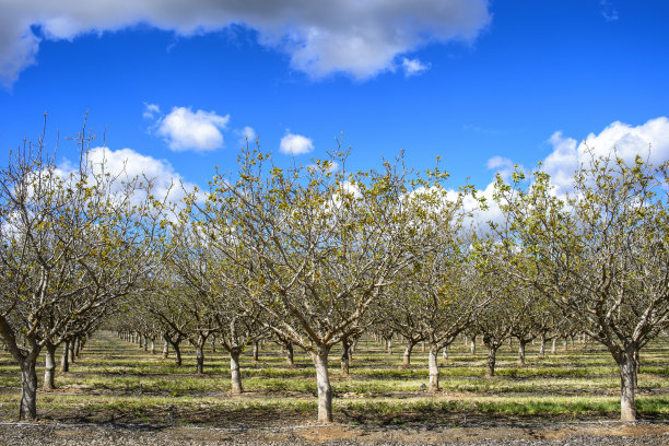 开心果果园和多云的天空图片下载