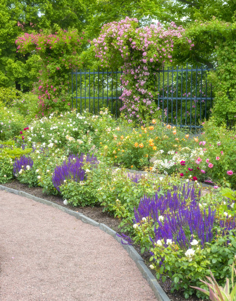 玫瑰花园图片下载