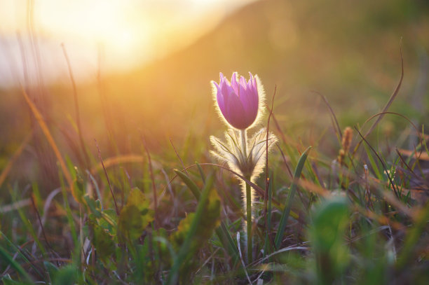 普尔萨蒂拉·格兰迪斯图片下载