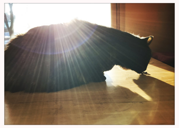 阳光下生病的老猫图片下载