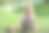 和天鹅在池塘前的女人。图片下载