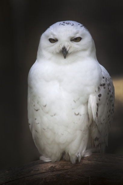 白色的猫头鹰图片下载