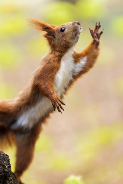 松鼠芭蕾舞素材图片