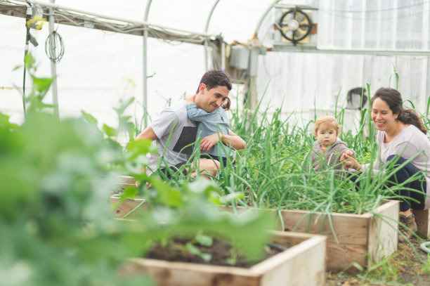 年轻有魅力的民族父母和他们的两个年轻的女儿检查他们的温室图片下载