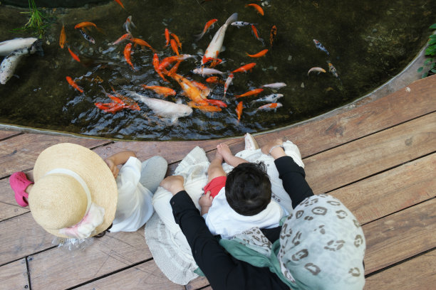 锦鲤池图片下载