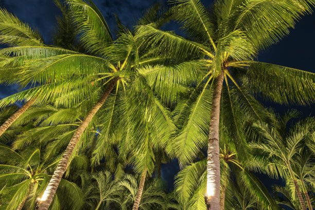 椰子树照明图片下载