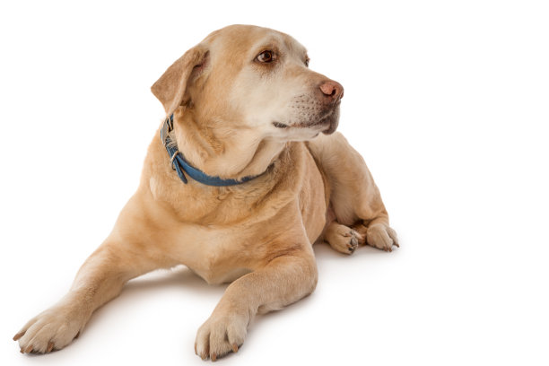 高级黄色实验室图片下载