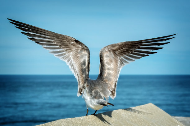 张开的翅膀图片下载