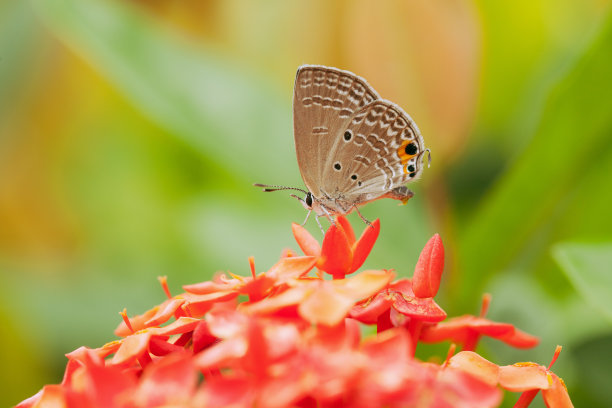 花浸-蝴蝶喂食素材图片