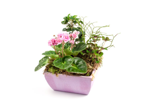 装饰花盆中的粉色非洲紫罗兰图片下载