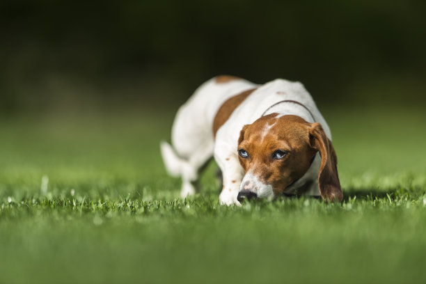 腊肠在清晨的草丛中狩猎图片下载