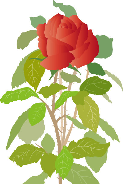 红玫瑰图片下载