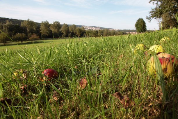苹果丰收图片下载
