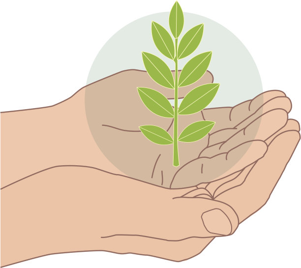 棕榈幼苗图片下载