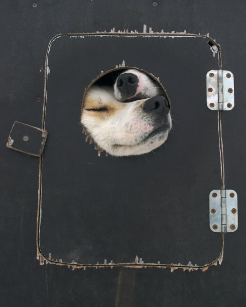 狗通孔图片下载