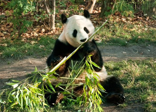 熊猫吃图片下载