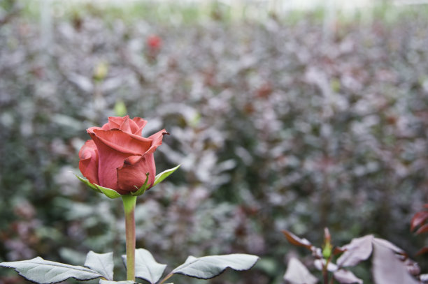 厄瓜多尔玫瑰图片下载