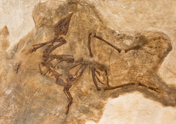 鸟的化石图片下载