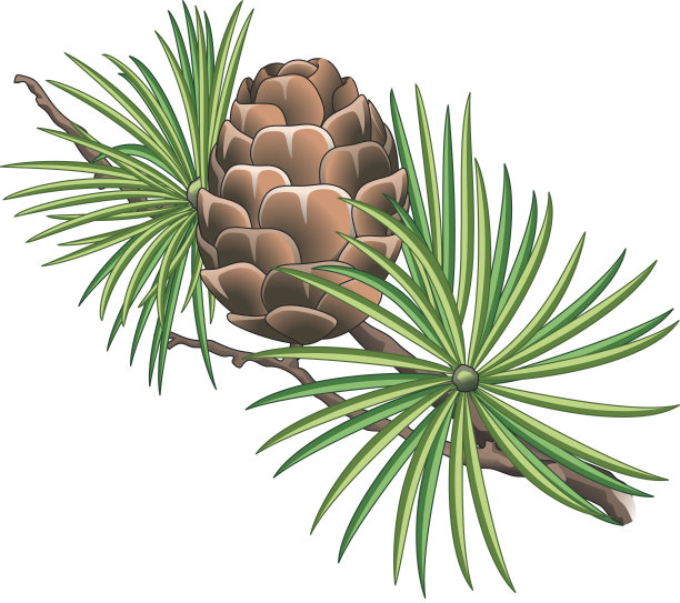 落叶松图片下载