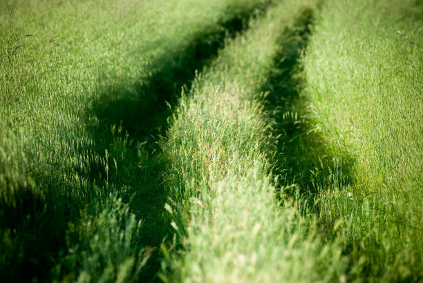 小路在草地上穿行图片下载